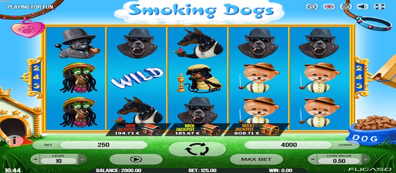 cães fumadores jackpot